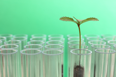 Seedling in a test tube. Product photography example.